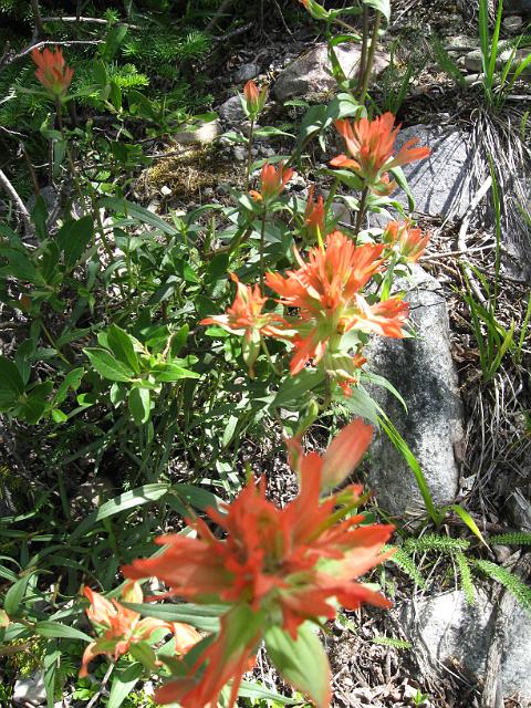 Canadian Rockies-327.JPG - Mt. Edith Cavell Road